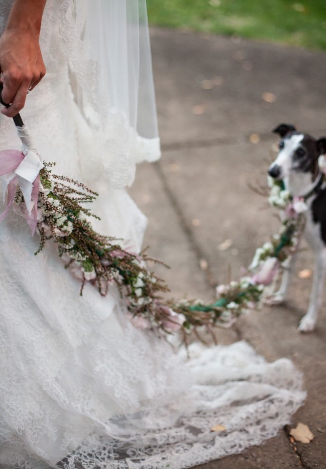 Perro boda correa